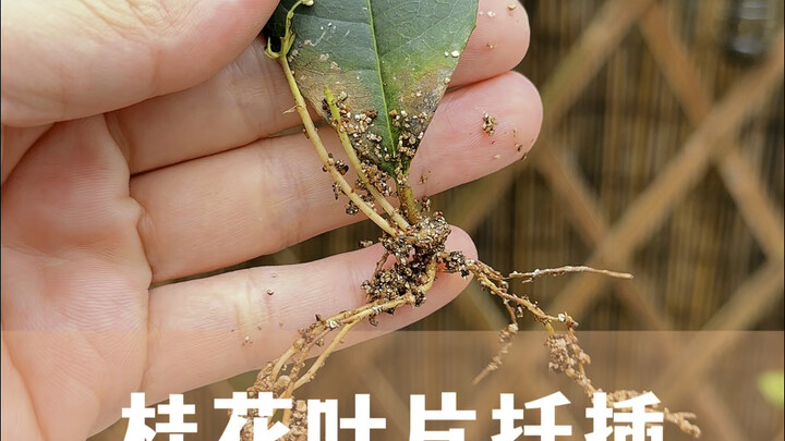 Method for Propagating Osmanthus Tree Leaves by Cuttings