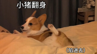 竟然在小狗的脸上看出了尴尬