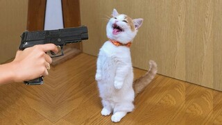 OMG So Cute ♥ Funny Cats and Dogs 2021 #5