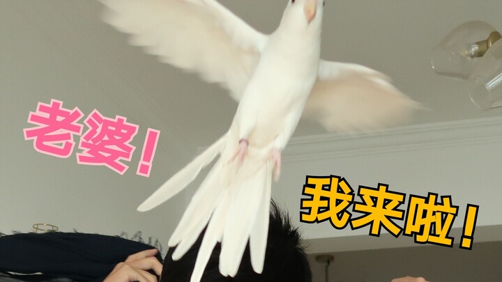 What’s it like to keep a very devoted parrot?
