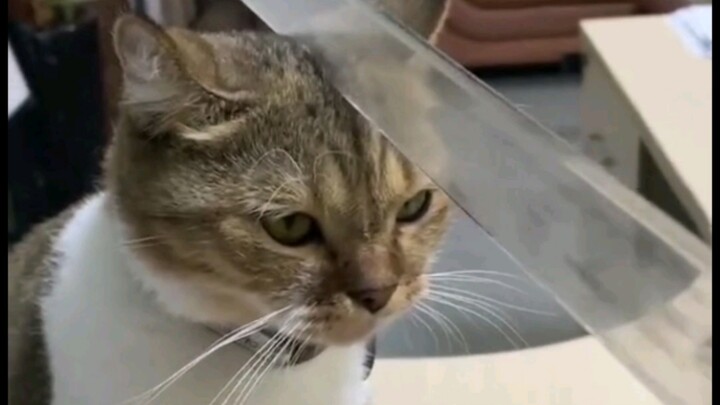 Mèo: Giờ tớ mạnh kinh khủng luôn