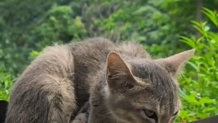 一只很瘦但很聪明的猫。