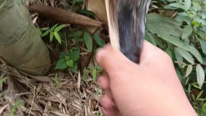 Penggalian rebung