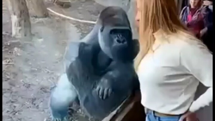 Punggung Perak yang Menggemaskan