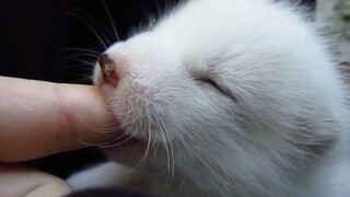 Little white fox sucking fingers