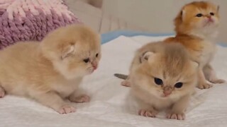Mấy bé mèo 15 ngày tuổi tập tễnh bước đi