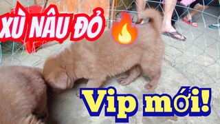 Cặp chó xù bắc hà nâu đỏ 🔥 mới về.