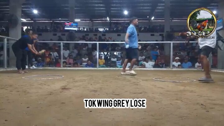 Sabong Idol Elimination! 1st fight lose (Tokwing Grey) 2nd Fight WIN( JRP Sweater)