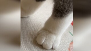 猫：给你一只手都可以玩一天....那还要一整个猫干什么？