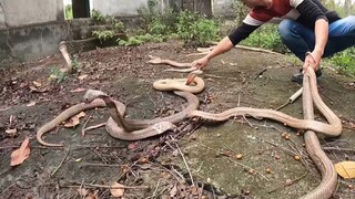 Phát Hiện Ổ Rắn Hổ Mang Chúa Khổng Lồ Hung Dữ | giant King cobra | Săn Bắt Ẩm Thực Vùng Cao