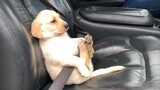 Funniest and Cutest Golden Retriever Puppies 23 - วิดีโอลูกสุนัขตลก 2019
