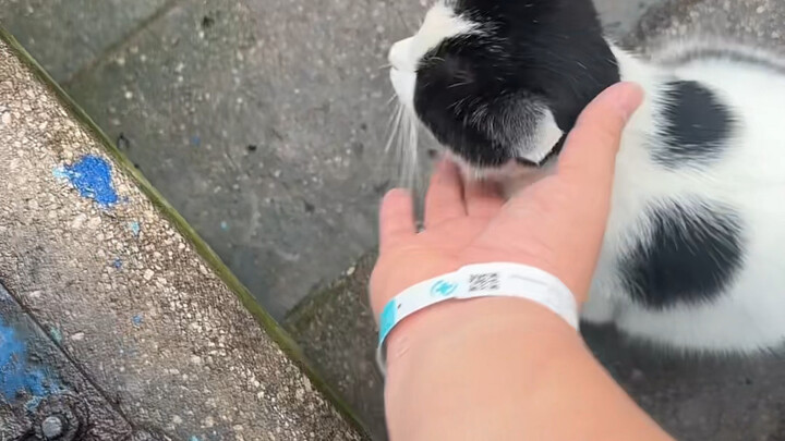 Đi đến đâu cũng gặp mèo, mà toàn là mèo bò sữa