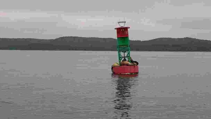 แมวนำ้ทะเล