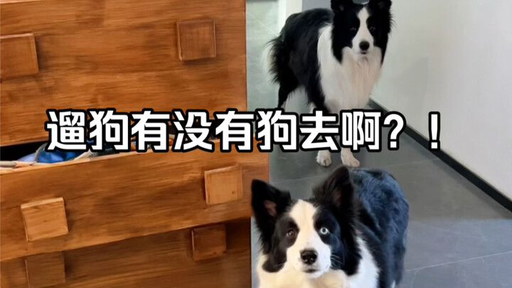 Đi dắt chó đi dạo, có ai đi cùng không?!