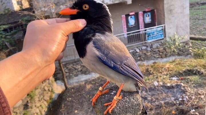 How do blue magpies act cute? Take a look at their adorable side.