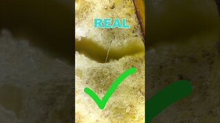 Worms in BANANAS debunked under the microscope!