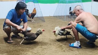 4 cock big event derby @bogo arena prep5