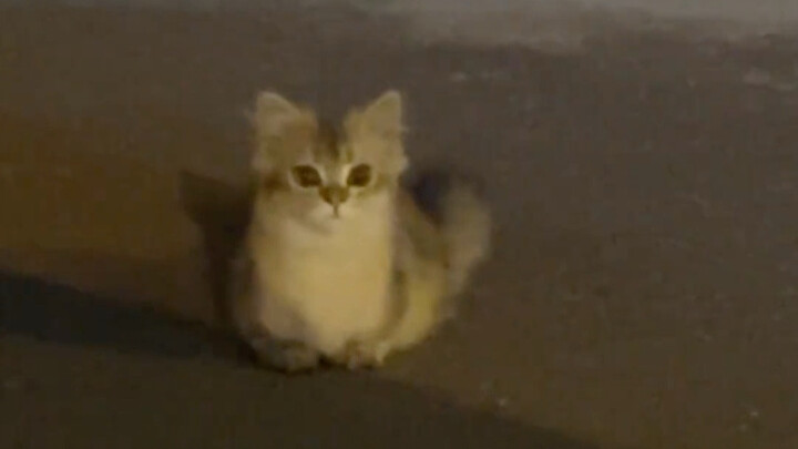 I’m totally smitten—aww, it’s so cute!