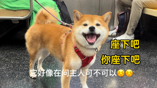 国外地铁碰见一只柴犬想贴贴