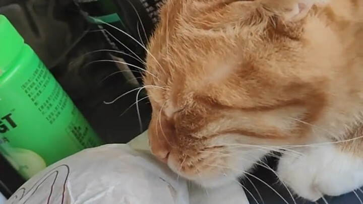 แมว: มองไม่เห็นฉัน～มองไม่เห็นฉัน～