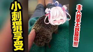 The little hedgehog will also feel comfortable after being rubbed! ! !