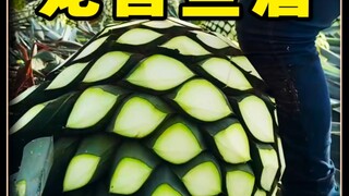 The tequila-making process turns out to be a giant green ball