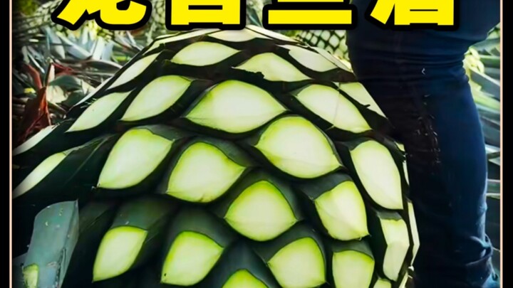 กระบวนการผลิตวิสกี้เตกีลา ที่แท้คือลูกบอลสีเขียวขนาดใหญ่