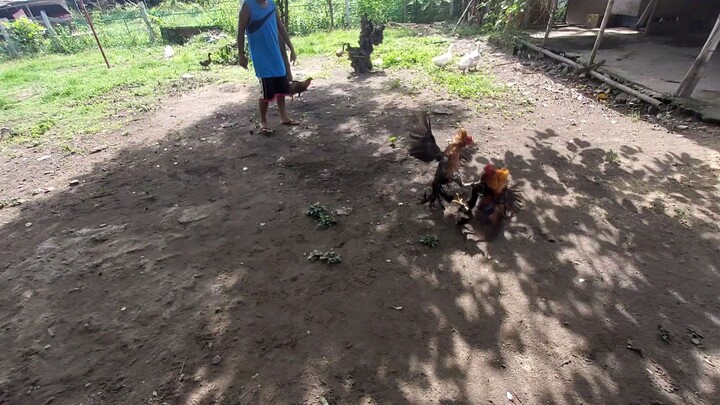 Spar Lang - Cath vs Erwin