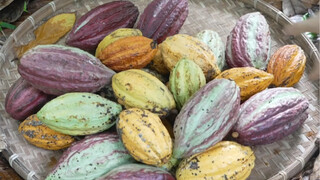 Beginilah cara pembuatan cokelat putih? Berani memakannya lagi setelah membaca ini?