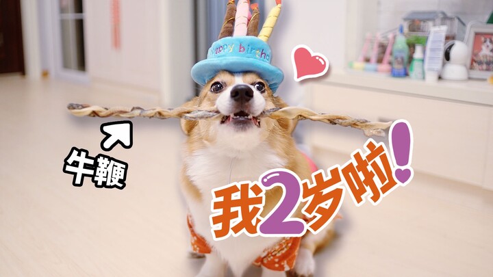 วันเกิดเจ้าคอร์กี้ เจ้านายมอบอวัยวะเพศวัวอบแห้งเป็นของขวัญ! หมาพูด: กินอะไรก็ได้แบบนั้น! 【ดูบี้ขาสั้