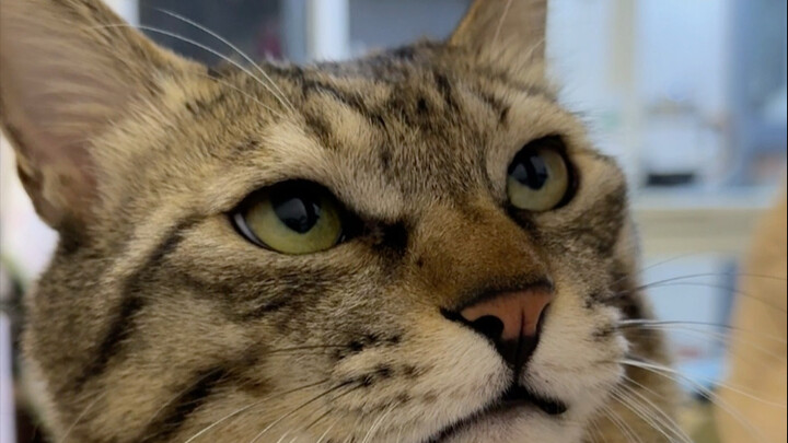 Kucing: Siapa yang berani menghajar kepala macan tutul besar ini!