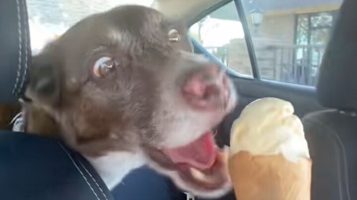 Dog: “Haha, another day of talking too much!”