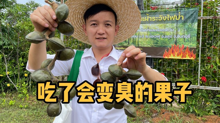 [Thợ săn Trái cây × Hunter] Gặp gỡ đậu ngòi ở Thái Lan, ăn xong đi tiểu cũng toàn mùi hôi, bạn dám ă