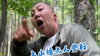 Bagaimana cara menggali ginseng? Langsung belajar di lokasi ladang ginseng, menggali dua akar untuk 