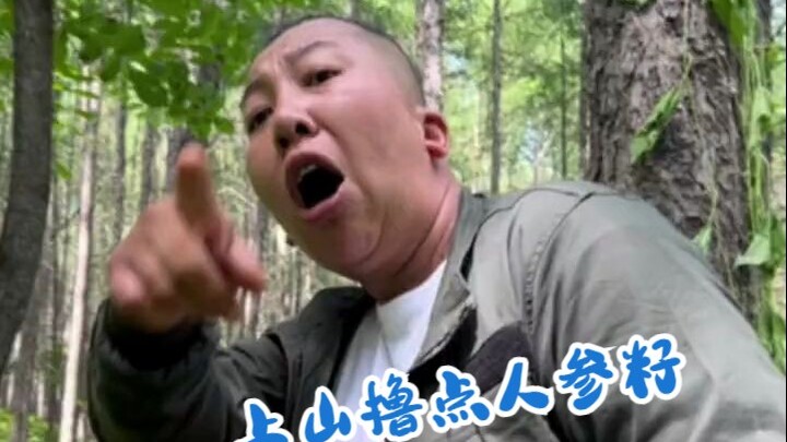 Bagaimana cara menggali ginseng? Langsung belajar di lokasi ladang ginseng, menggali dua akar untuk 