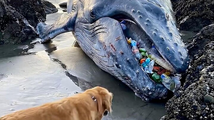 A dog on the shore discovered a whale with its belly full of trash, and cleverly went to find the re