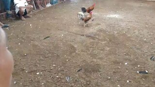 pangalawang laban