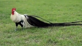 尾羽超长的日本长尾鸡，最后那只的长度是真实存在吗？