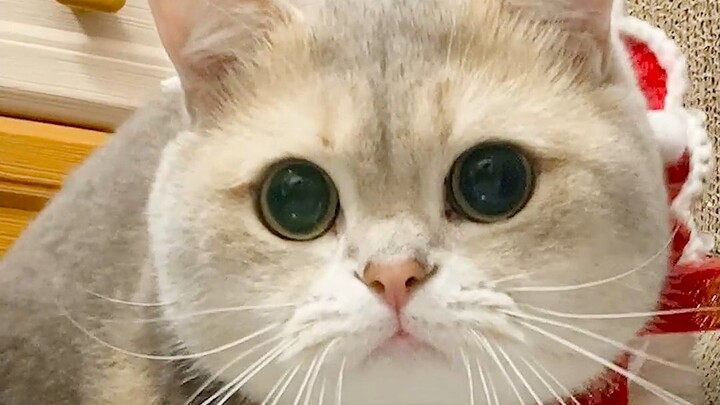 I think I’ve somehow ended up with a koi-patterned cat!!