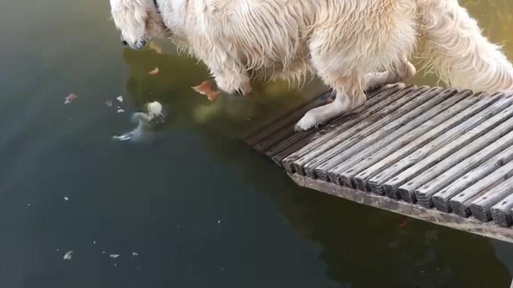 [คลิปรวมสัตว์เลี้ยง]ใช้เวลา 8 ปีสอนหมาจับปลา ตอนนี้วันนึงจับได้ 5 กิโล