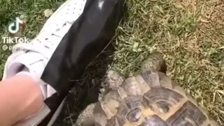 Vấn đề về màu da