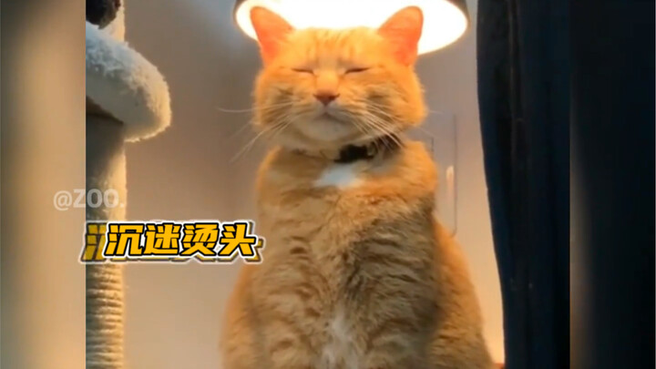 “Mèo con: Trời lạnh thì sưởi ấm tí có gì sai chứ”