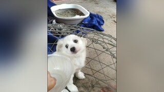 Khó tính vậy phải làm sao? Huhu. cunyeucuadua yeucho yeuchomeo cún cúncon chó chómèo chócon chókhôn yeuchomeo chócute pet dogsoftiktok