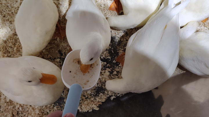 Suka makan nasi, ya?