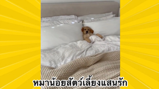 สัตว์เลี้ยงเพื่อนขนปุย : หมาน้อยสัตว์เลี้ยงแสนรัก