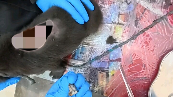 A Country Vet’s Day of Treating Cats and Dogs