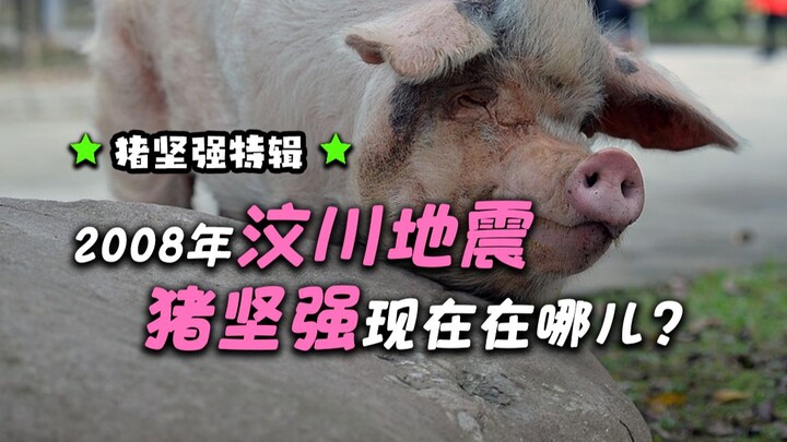 คุณยังจำ "จูเจียงเฉียง" ลูกหมูจอมแกร่งในเหตุการณ์แผ่นดินไหวเวิ่นชวนได้ไหม?