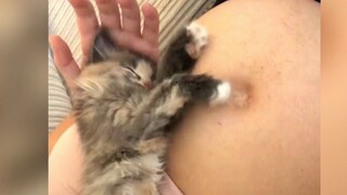 تحب القطط بطون أصحابها الحامل، وكانت حريصة بشكل خاص على أختها الصغيرة منذ ولادتها.
