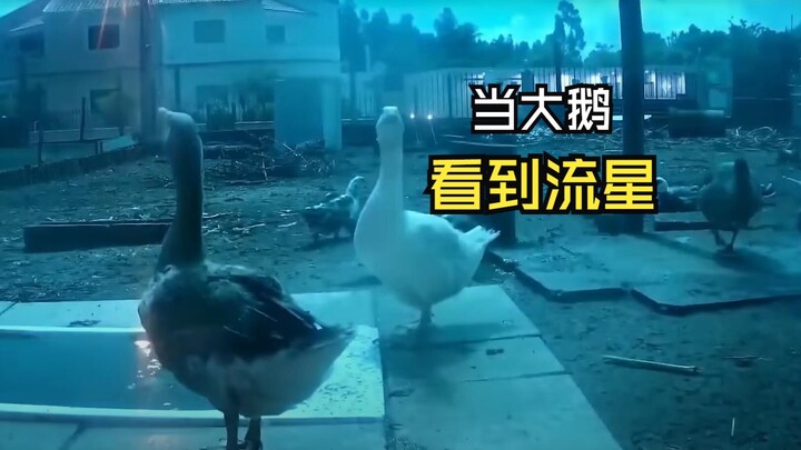 Video-video hewan yang santai itu!