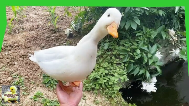 Geese Playing In The Pond - Goose Cute - The Animals Cute Around Us - The Animals Around Us